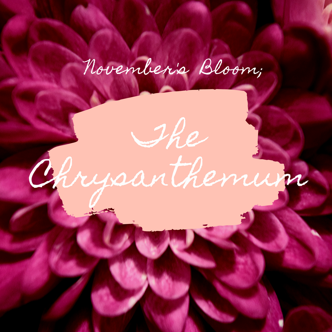 November's Bloom; The Chrysanthemum