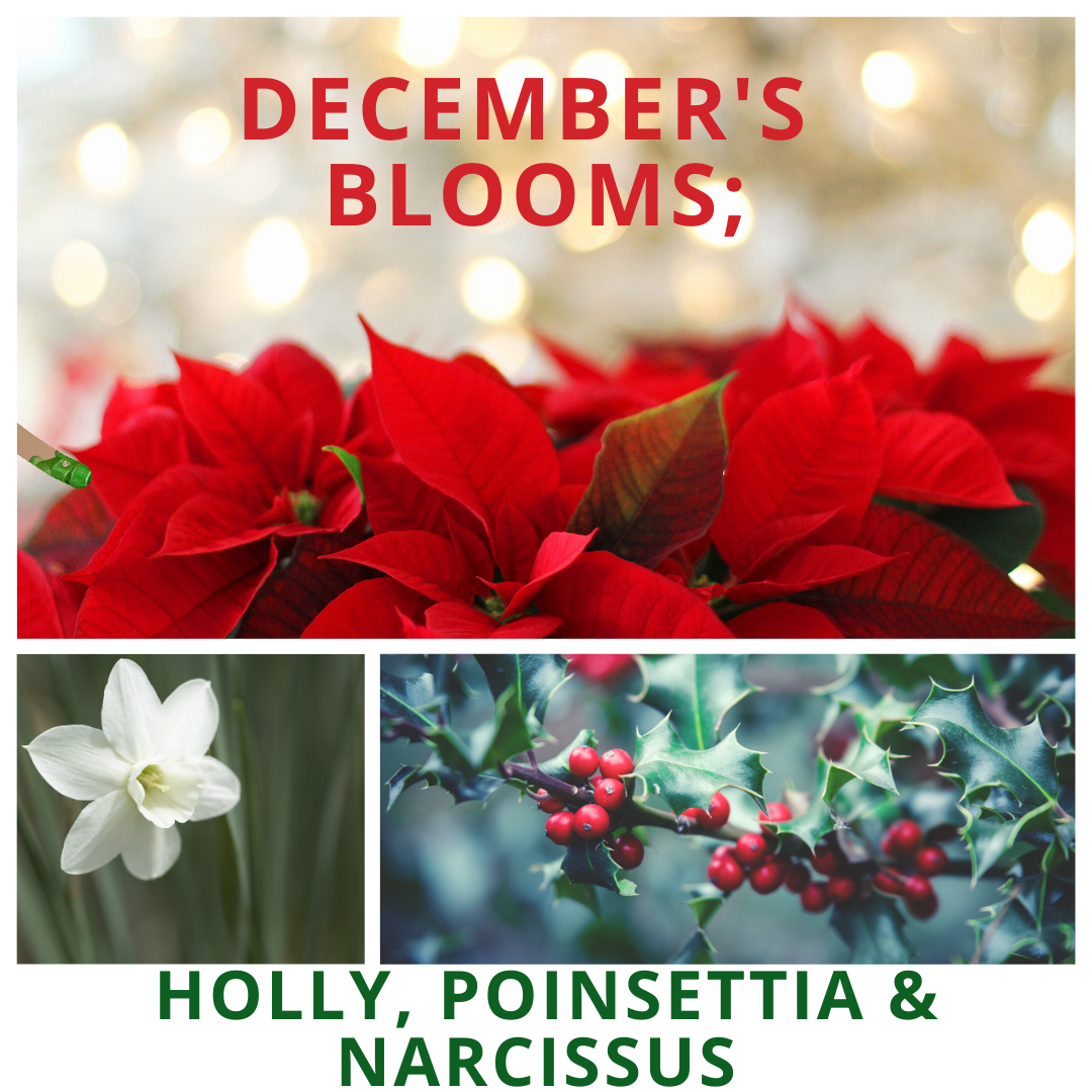 December's Blooms; Holly, Poinsettia & Narcissus