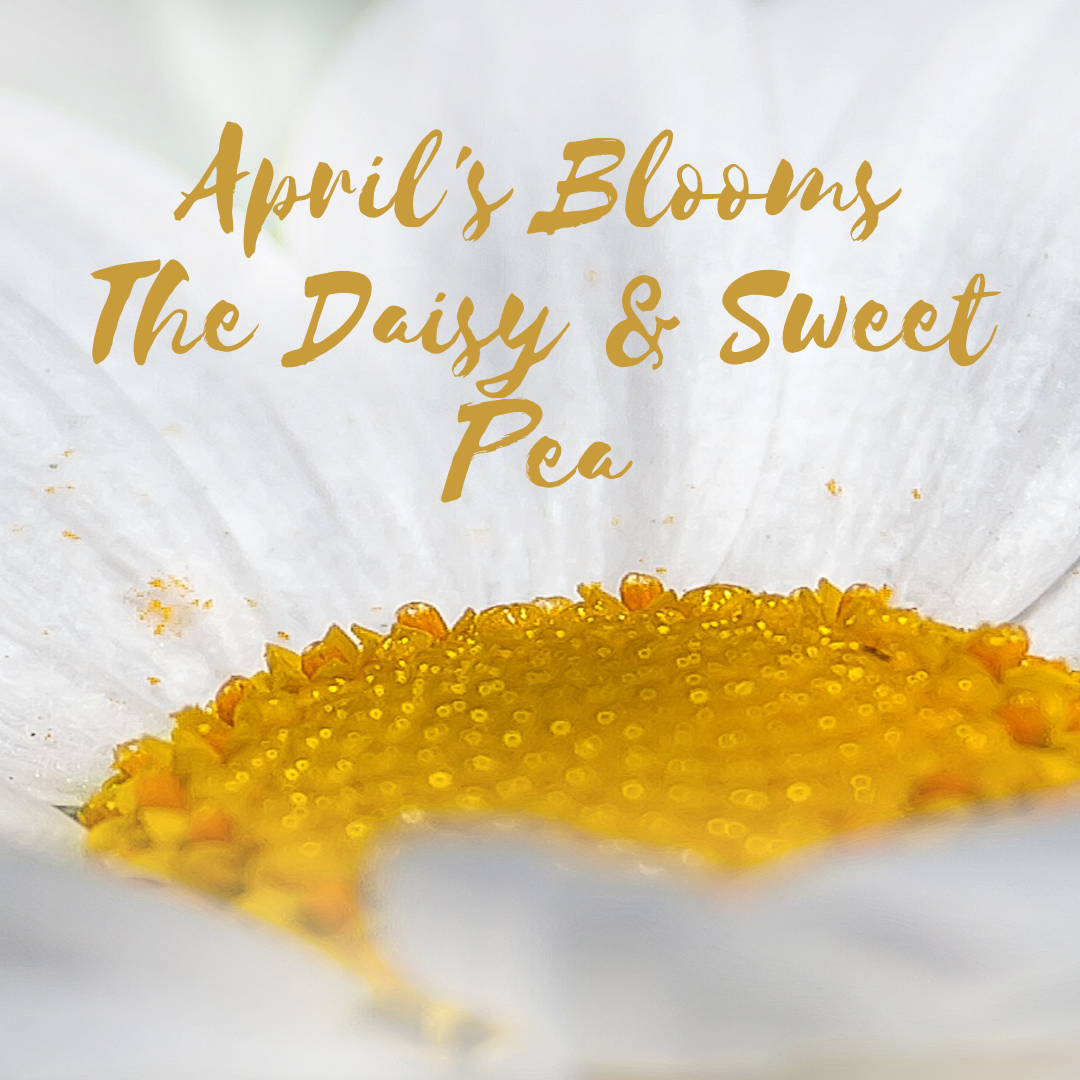 April's Blooms ~ The Daisy & Sweet Pea