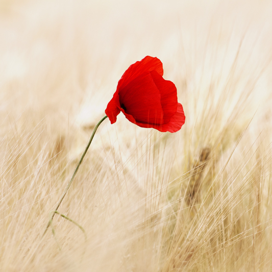 How the Red Poppy became a symbol of remembrance.