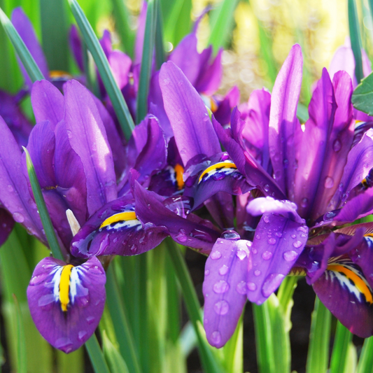 February’s Bloom; The Iris