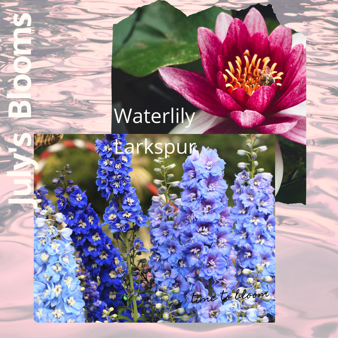 July's Blooms; The Larkspur & Waterlily