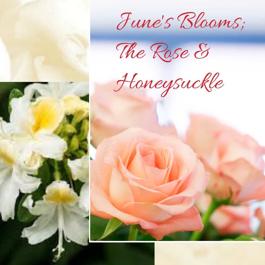 June's Bloom; The Rose and The Honeysuckle