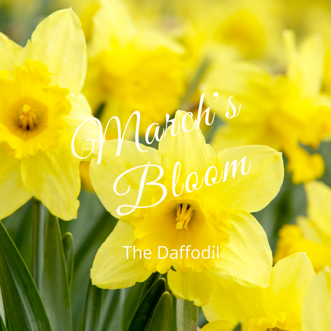 March's Bloom; The Daffodil