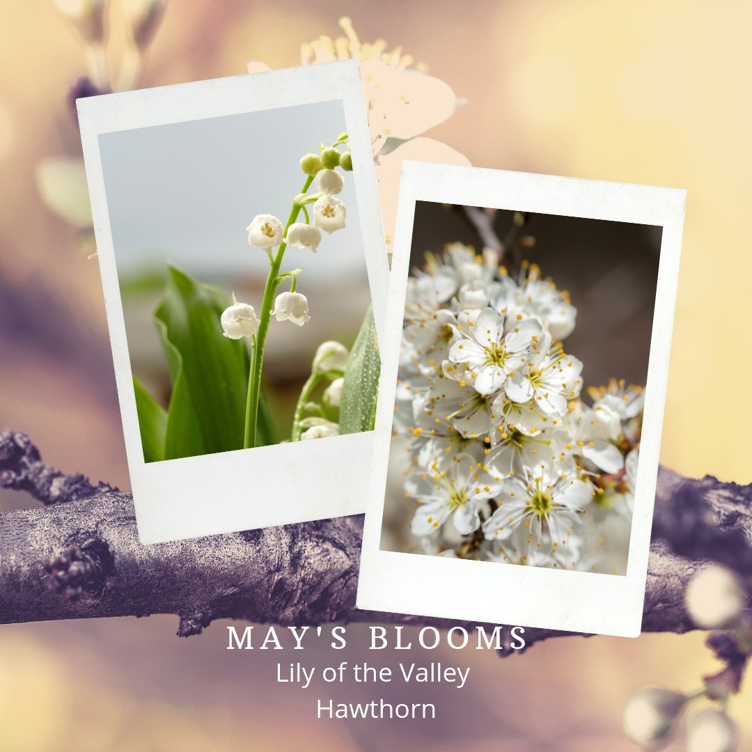 May's Birthday Blooms; Lily of the Valley & Hawthorns