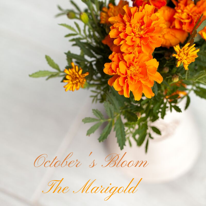 October's Blooms; The Marigold