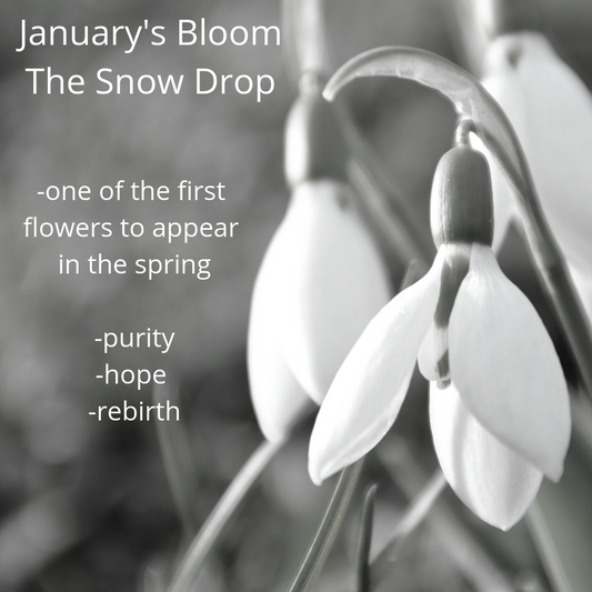 January's Bloom; The Snow Drop