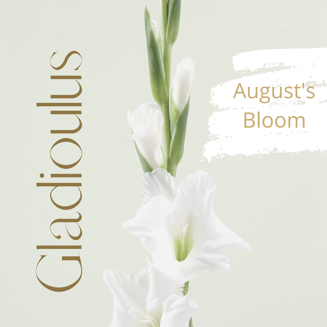 August's Birthday Bloom ~The Gladiolus