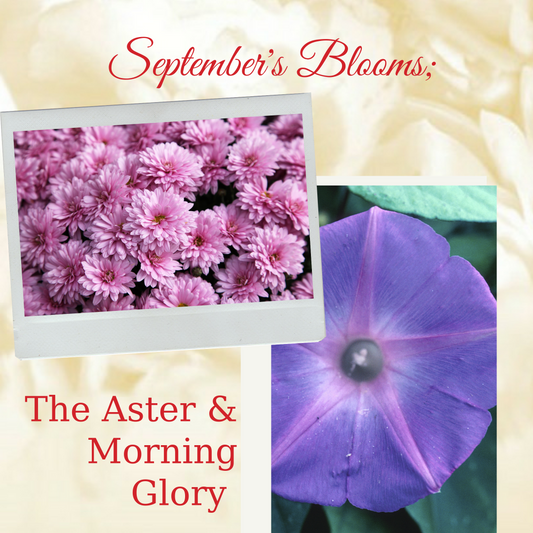 September's Blooms; The Aster and the Morning Glory